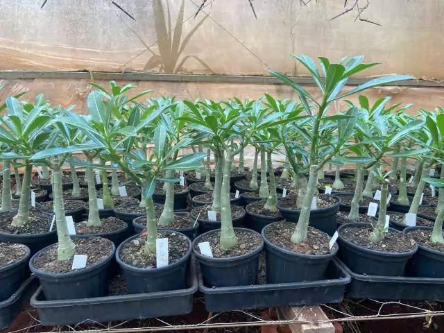 Rosa do deserto SINGELA NEGRA COM LISTRAS VERMELHAS LANÇAMENTO RT95 - UNIFLORA Imagem de Rosa do deserto SINGELA NEGRA COM LISTRAS VERMELHAS LANÇAMENTO RT95