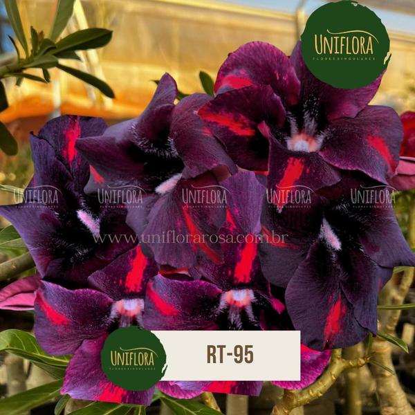 Rosa do deserto SINGELA NEGRA COM LISTRAS VERMELHAS LANÇAMENTO RT95 - UNIFLORA Imagem de Rosa do deserto SINGELA NEGRA COM LISTRAS VERMELHAS LANÇAMENTO RT95
