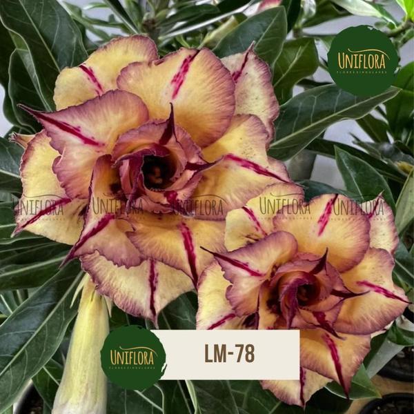 Rosa do Deserto TRIPLA LM-78 - UNIFLORA Imagem de Rosa do Deserto TRIPLA LM-78