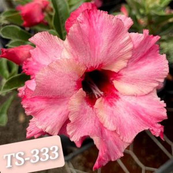 Rosa do deserto Ts333 tripla - Dm rosa do deserto Imagem de Rosa do deserto Ts333 tripla
