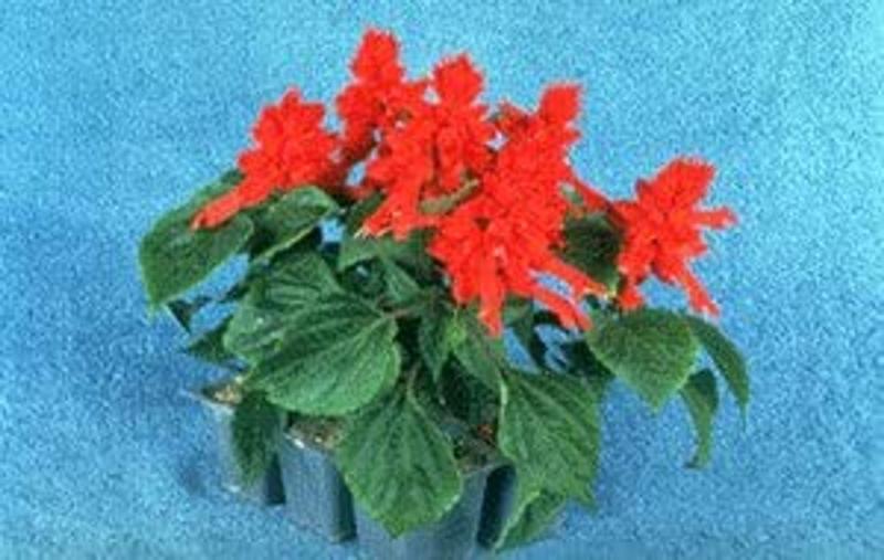 Imagem de Salvia Splendens Carabinieri -  200mg de Sementes