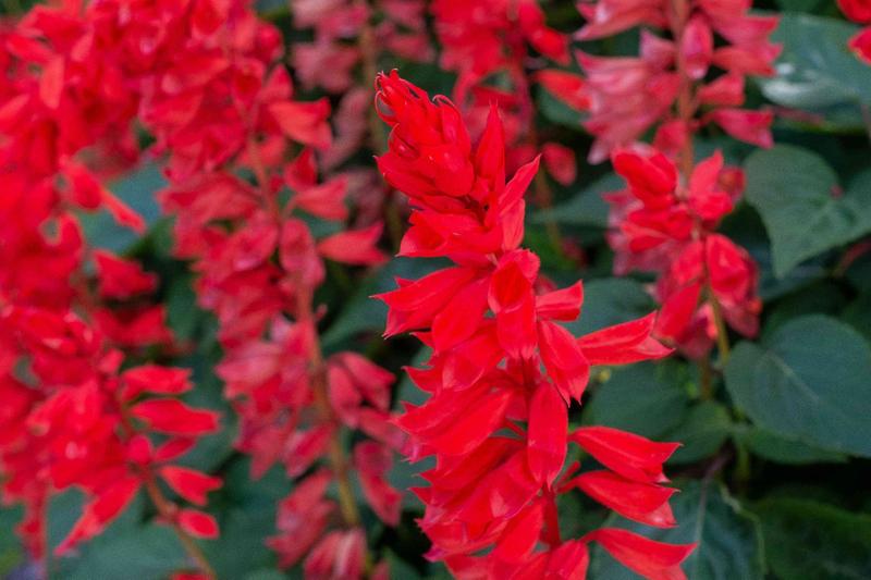 Imagem de Salvia Splendens Carabinieri -  200mg de Sementes