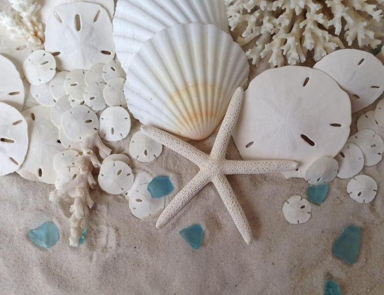 Imagem de Sand Dollars Tumbler Home White, 5-6 cm, conjunto de 48 para artesanato