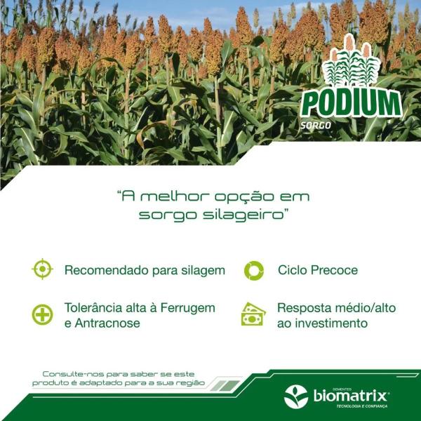 Imagem de Semente de Sorgo Forrageiro Podium BENEFIC + CRUISER + MAXIM - 10 Kg