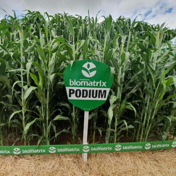 Imagem de Semente de Sorgo Forrageiro Podium BENEFIC + CRUISER + MAXIM - 10 Kg