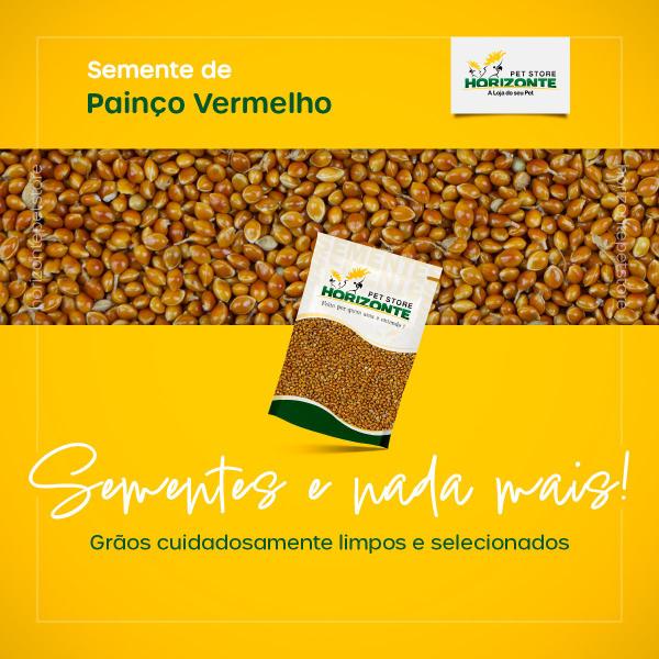 Semente Painço Vermelho 500g Alimento Limpo Selecionado Tratar Passarinho Coleiro Bigodinho Curió - Horizonte Imagem de Semente Painço Vermelho 500g Alimento Limpo Selecionado Tratar Passarinho Coleiro Bigodinho Curió