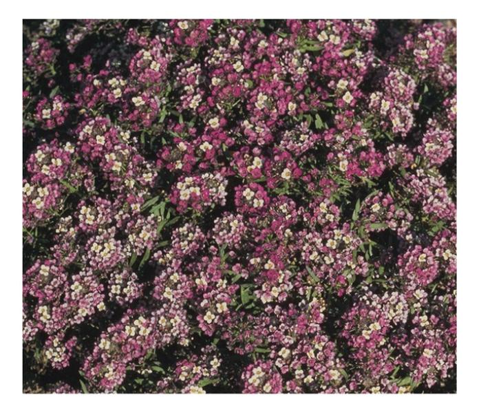 Imagem de Sementes de Alyssum Roxo Anão Env C/ 200mg de Sementes