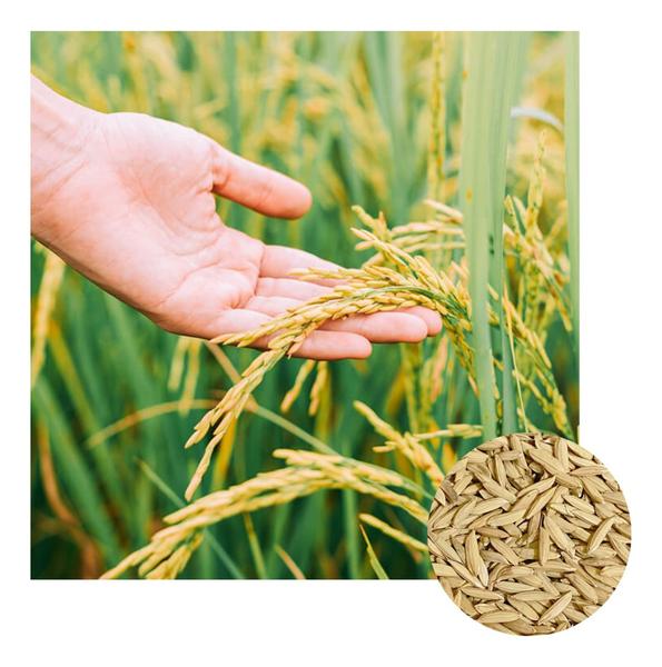 Imagem de Sementes De Arroz Sequeiro Brs 502 - 2kg