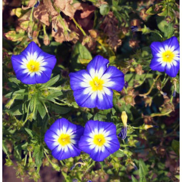 Imagem de Sementes de Bela da Manhã Tricolor (Sortida) FELTRIN