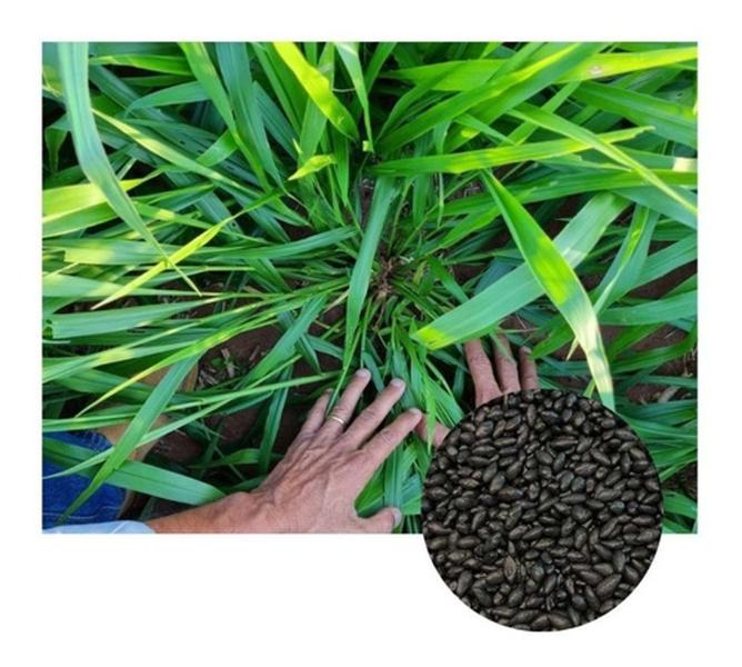 Imagem de Sementes de Brachiaria Hibrida Dunamis - 300g