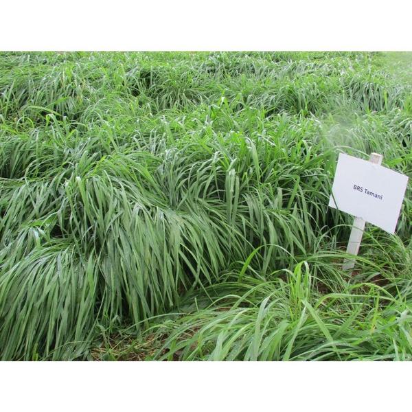 Imagem de Sementes De Capim Panicum Brs Zuri 20 Kg