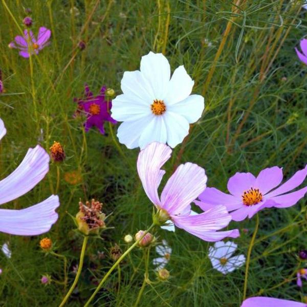 Imagem de Sementes de Cosmea Sensação (Sortida) TOPSEED