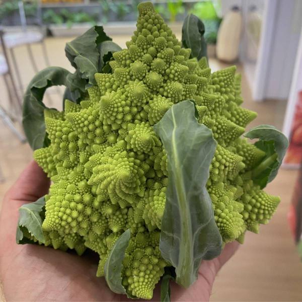 Imagem de Sementes de Couve-Brócolis Romanesco Ottobrino ISLA