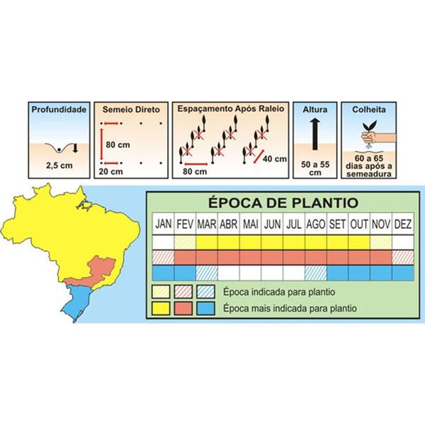 Imagem de Sementes de Feijão de Vagem Macarrão Rasteiro Pcte C/ 1kg