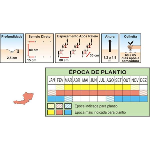 Imagem de Sementes de Feijão de Vagem Manteiga Teresópolis Pcte C/ 1kg