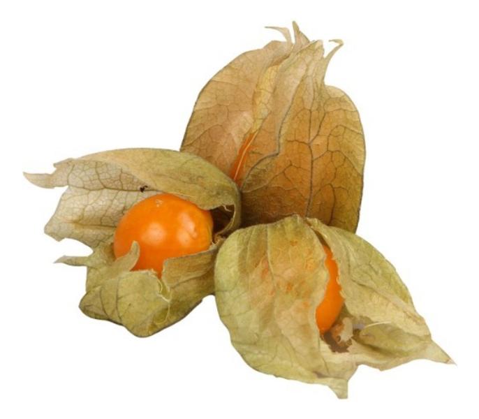 Sementes de Fisalis Goldenberry - 700mg - FELTRIN Imagem de Sementes de Fisalis Goldenberry - 700mg