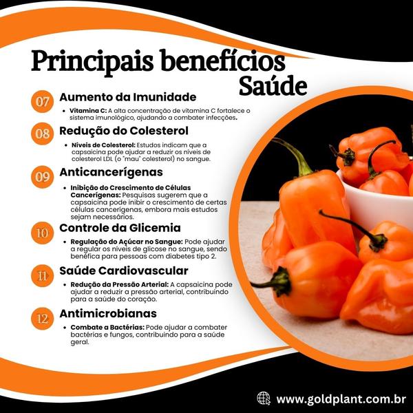 Imagem de Sementes de Frutas, Verduras, Temperos e Hortaliças Feltrin Envelope