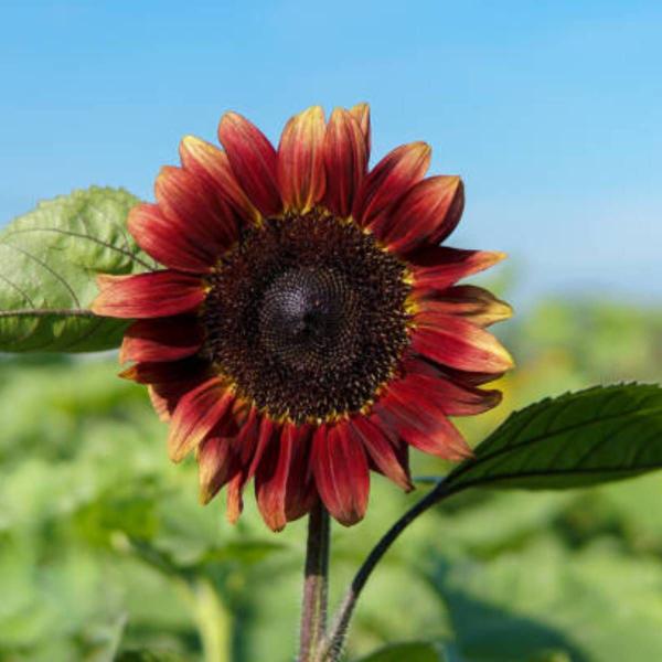 Imagem de Sementes de Girassol Sol Vermelho ISLA