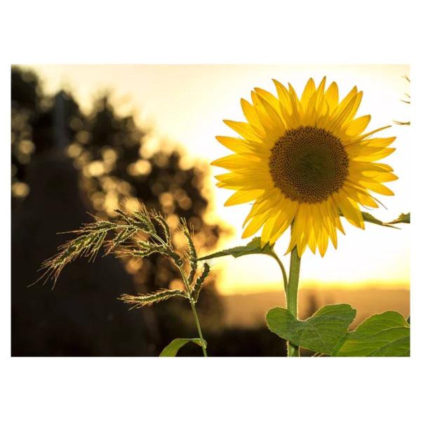 Imagem de Sementes de Girassol Sunbright Amarelo FELTRIN