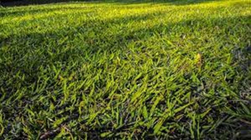 Imagem de Sementes de Grama Batatais 2 kg para jardim e campo de futebol