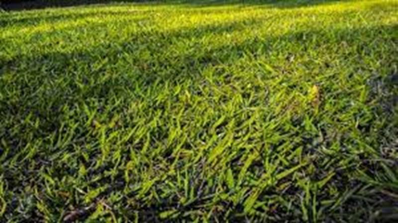 Imagem de Sementes de Grama Batatais 20 kg para jardim e campo de futebol