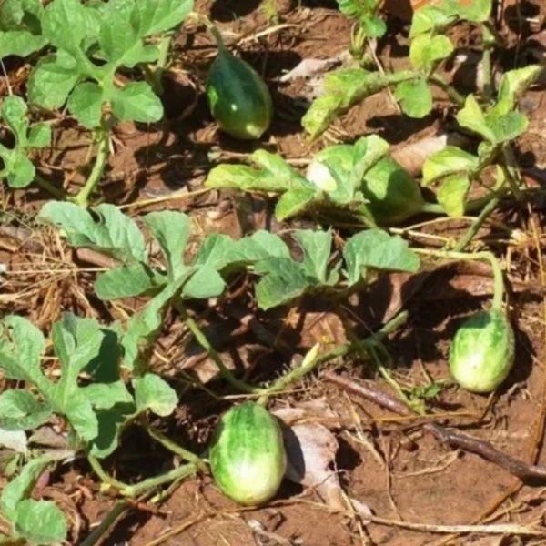 Imagem de Sementes de Maxixe Liso Gibão TOPSEED