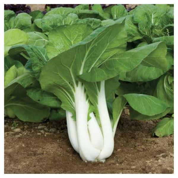 Imagem de Sementes de  Pak Choi Choko FELTRIN