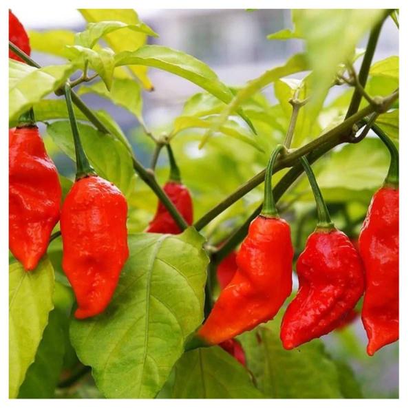 Imagem de Sementes de Pimenta Bhut Jolokia TOPSEED