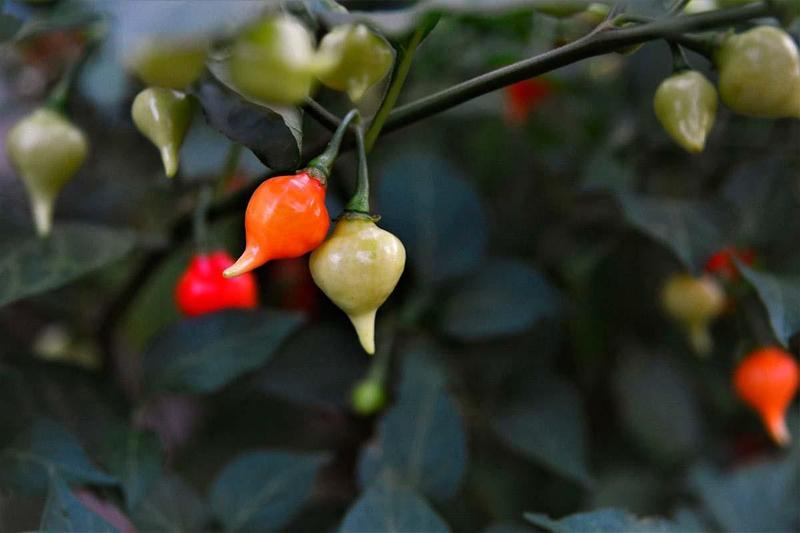 Imagem de Sementes de Pimenta Biquinho 800mg Tempero Horta - Isla