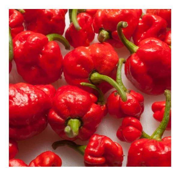 Imagem de Sementes de Pimenta Moruga Red FELTRIN