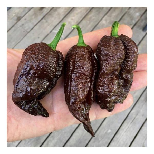 Imagem de Sementes de Pimenta Tiana Bhut Jolokia Chocolate FELTRIN