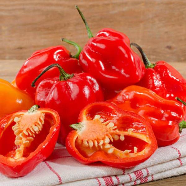 Imagem de Sementes de Pimenta Valesca (Habanero Vermelha) FELTRIN