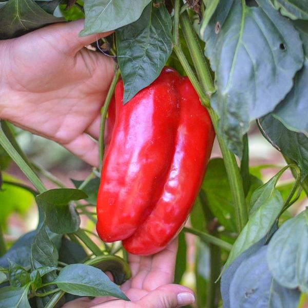 Imagem de Sementes de Pimentão Vermelho Rubi Gigante Feltrin 2,5g