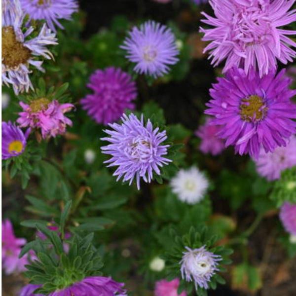 Imagem de Sementes de Rainha Margarida Pena de Avestruz TOPSEED