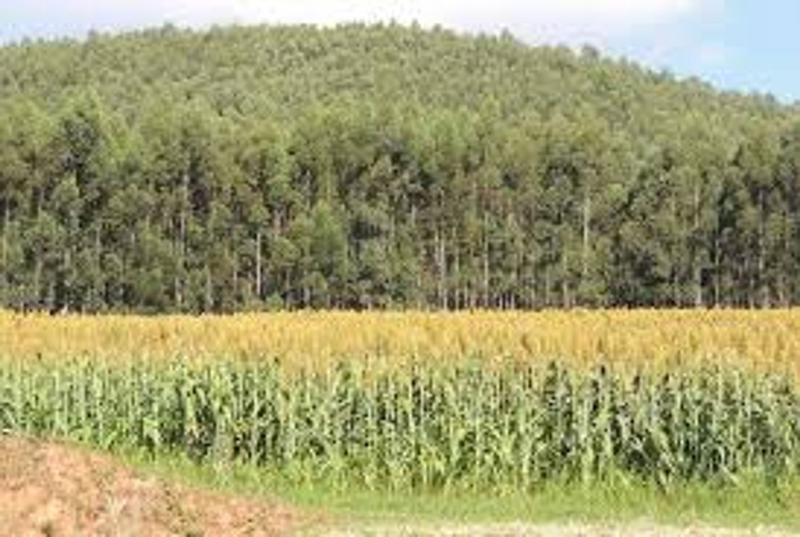 Imagem de Sementes de Sorgo Forrageiro Gigante IAC Santa Elisa - 10kg