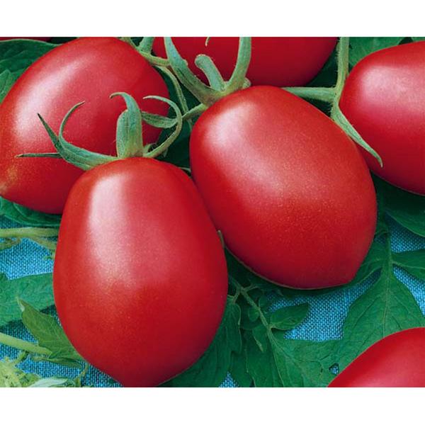 Imagem de Sementes de Tomate Caline Ipa 6 Pcte C/ 50 Gramas