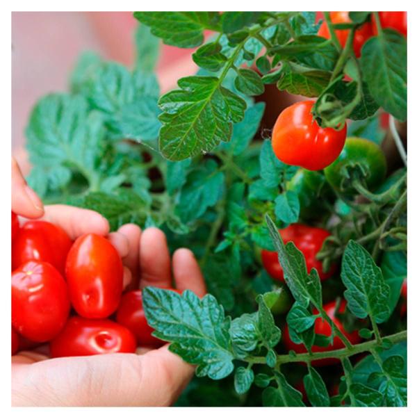 Imagem de Sementes de Tomate Cereja Carolina FELTRIN