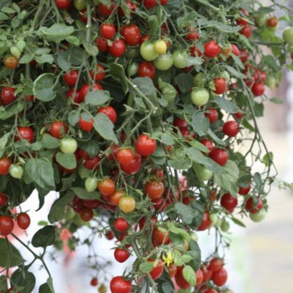 Imagem de Sementes de Tomate Cereja Samambaia Blueline TOPSEED