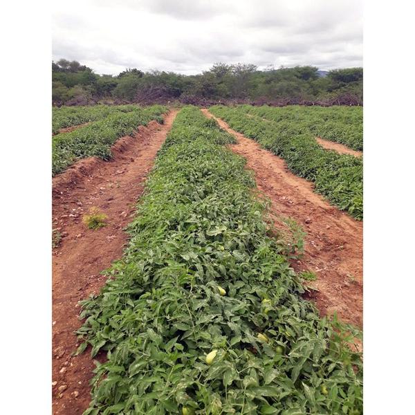 Imagem de Sementes de Tomate Híbrido BS DI0014 Env. C/ 1.000 Sementes