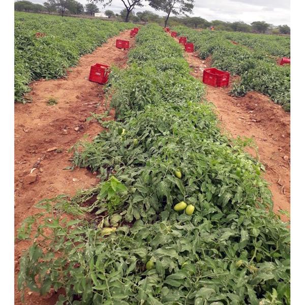 Imagem de Sementes de Tomate Híbrido BS DI0014 Env. C/ 1.000 Sementes