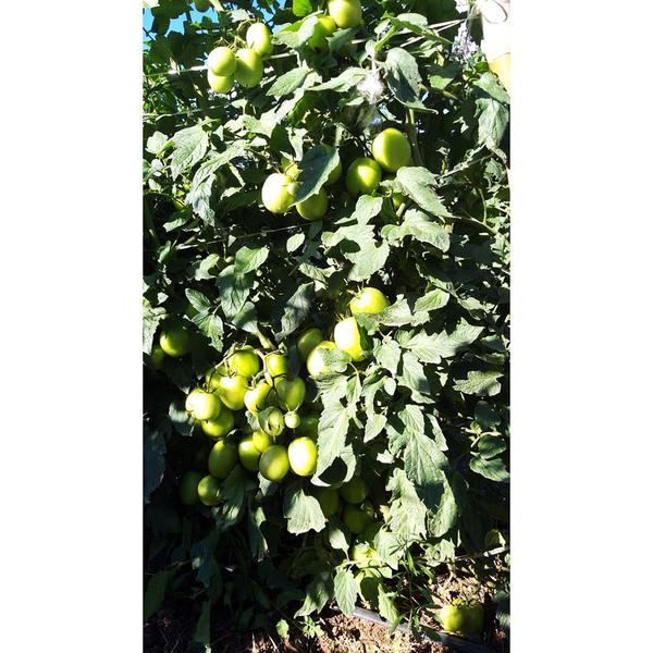 Imagem de Sementes de Tomate Híbrido Caeté Env. C/ 1.000 Sementes