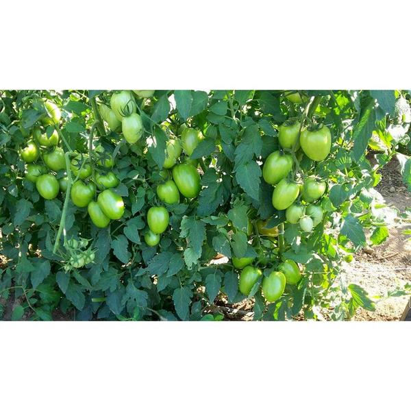 Imagem de Sementes de Tomate Híbrido Danona Env. C/ 1.000 Sementes