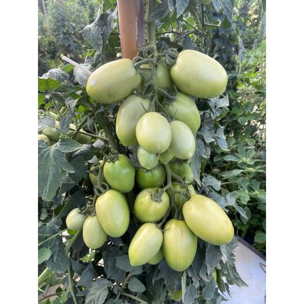 Imagem de Sementes de Tomate Híbrido Gyottone Env. C/ 1.000 Sementes