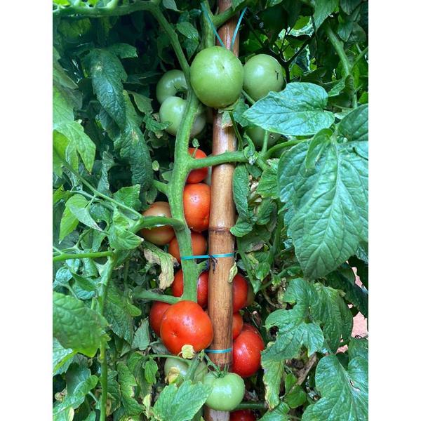 Imagem de Sementes de Tomate Híbrido Lobão Env. C/ 1.000 Sementes