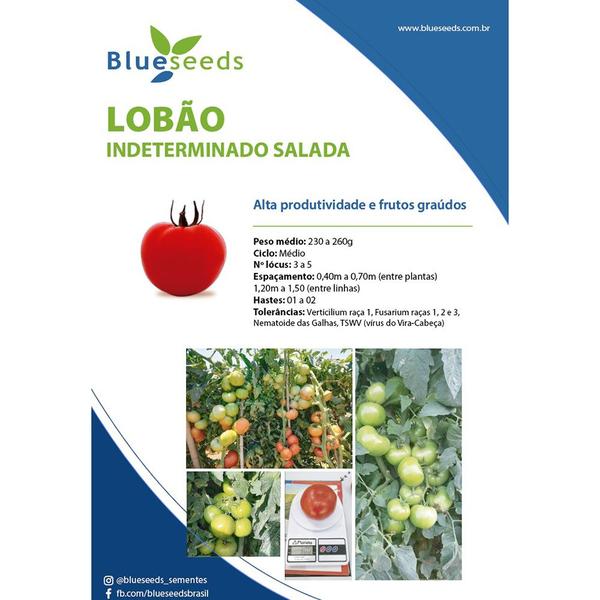 Imagem de Sementes de Tomate Híbrido Lobão Env. C/ 1.000 Sementes