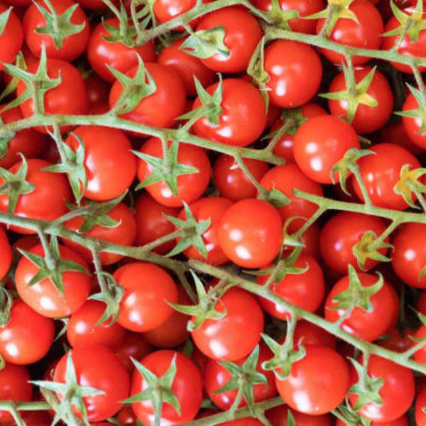 Imagem de Sementes de Tomate Hibrido Pepita Blueline TOPSEED