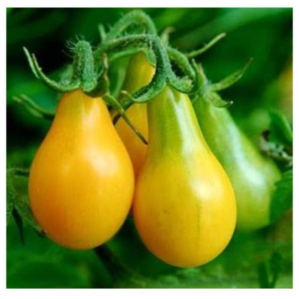 Imagem de Sementes de Tomate Pêra Amarelo (2g) Blueline TOPSEED