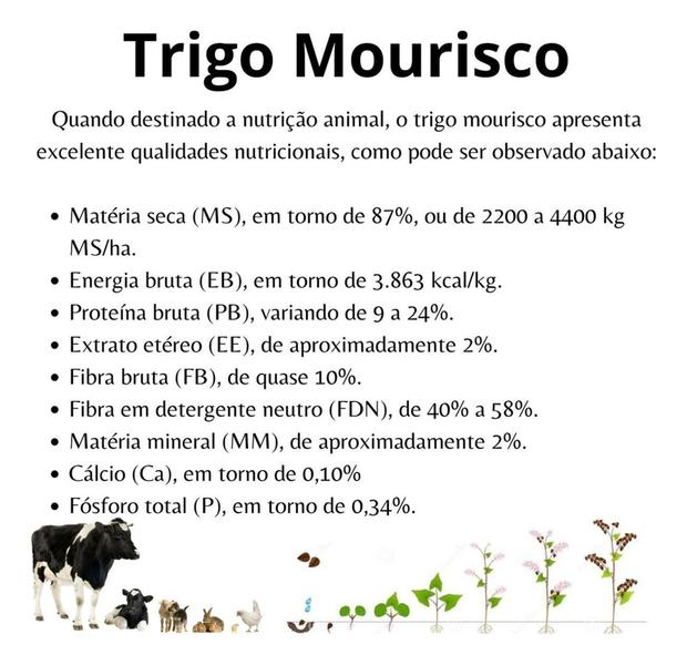 Imagem de Sementes de Trigo Mourisco ou Trigo Sarraceno 10kg - TRIGO MOURISCO / SARRACENO