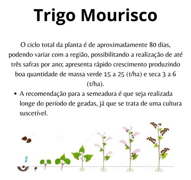 Imagem de Sementes de Trigo Mourisco ou Trigo Sarraceno 1kg - TRIGO MOURISCO / SARRACENO