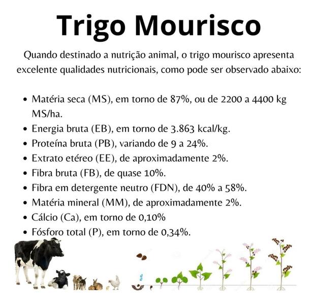 Imagem de Sementes de Trigo Mourisco p/ Ovinos e Caprinos 30kg - TRIGO MOURISCO / SARRACENO